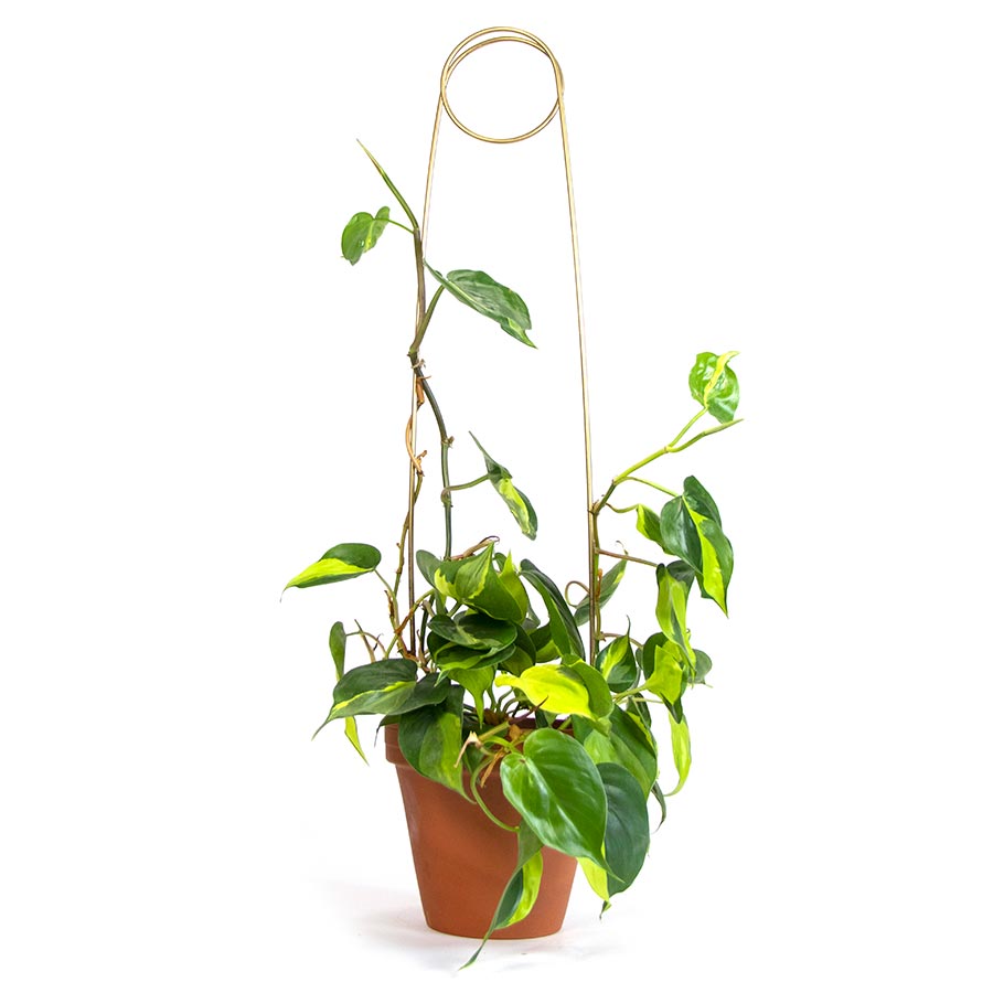 Tuteur plante grimpante interieur - Trouvez le meilleur prix sur leDénicheur